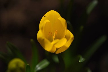 Güneşli yaz gününde bahçede yetişen güzel çiçekler. 