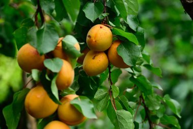 Açık havada yetişen olgun kayısıları olan ağaç, yaz konsepti, yakın görüş.  
