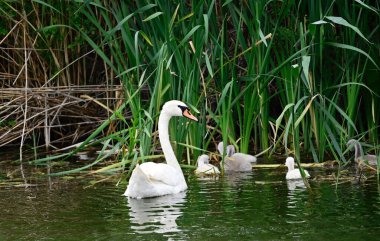 Güzel beyaz kuğular yaz günü göl yüzeyinde yüzerler. 