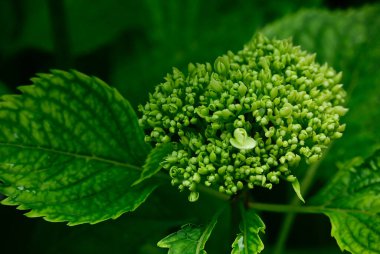 Dışarıda yetişen güzel çiçekler, yaz konsepti, yakın manzara.  