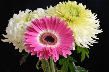 güzel gerbera ve kasımpatı çiçekleri koyu arkaplanda, yaz konsepti, yakın görüş  