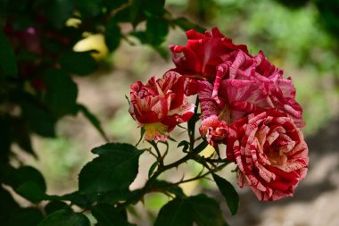 Bahçedeki güzel çiçekler