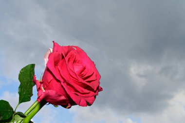 Mavi arka planda renkli çiçekler açar.