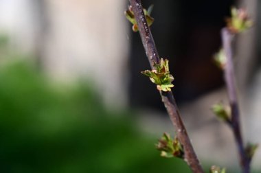 Güneşli yaz gününde bahçede yetişen bitkilerin manzarası. 