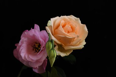 Koyu arkaplanda güzel çiçekler, yaz konsepti, yakın manzara  