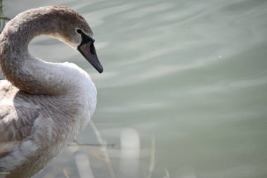 Güzel beyaz kuğu yaz günü göl yüzeyinde yüzüyor. 