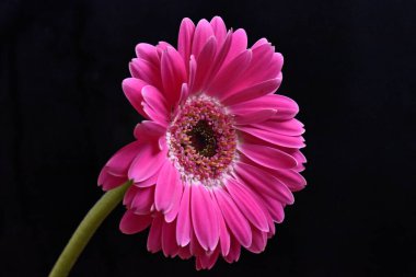 Güzel Gerbera koyu arkaplan, yaz konsepti, yakın görüş  