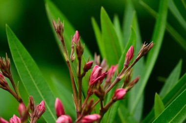 Dışarıda yetişen güzel çiçekler, yaz konsepti, yakın manzara.  