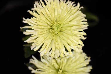 İnanılmaz çiçeklerin açtığı yere yakın.