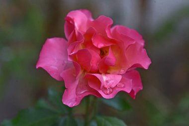 Koyu arkaplanda güzel bir gül çiçeği, yaz konsepti, yakın görüş  