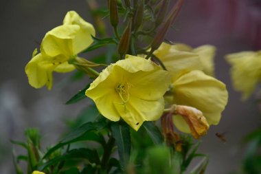 Güneşli yaz gününde bahçede yetişen güzel çiçekler. 