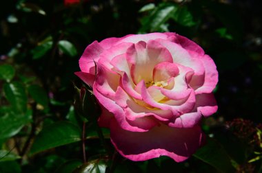 Güneşli yaz gününde bahçede büyüyen güzel bir gül çiçeği 