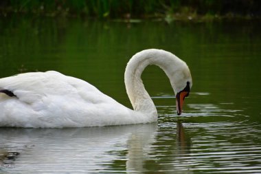 Güzel beyaz kuğu yaz günü göl yüzeyinde yüzüyor. 