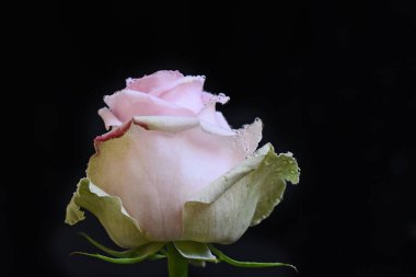 Koyu arkaplanda güzel bir gül çiçeği, yaz konsepti, yakın görüş  