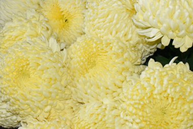 Karanlık arka planda güzel kasımpatılar, yaz konsepti, yakın görüş  