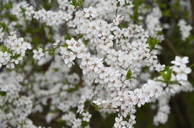 Beyaz güzel çiçekli elma ağacı dalları, yakın plan, bahar konsepti.  