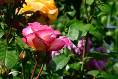 Koyu arkaplanda güzel güller, yaz konsepti, yakın manzara  