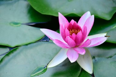 Güzel çiçek açan nilüfer çiçekleri yaz günü gölette büyür. 