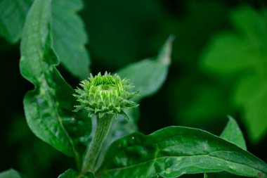 Güneşli yaz gününde bahçede yetişen güzel çiçekler. 