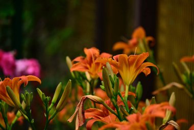 Güneşli yaz gününde bahçede yetişen güzel zambak çiçekleri. 