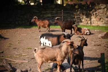 Keçiler doğada yaşar, yakın plan.