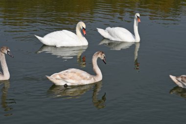 Güzel beyaz kuğular yaz günü göl yüzeyinde yüzerler. 