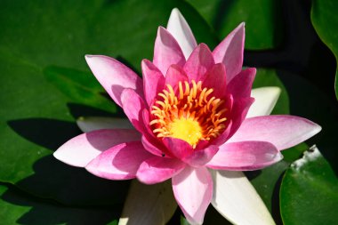 Güzel çiçek açan nilüfer çiçekleri yaz günü gölette büyür. 