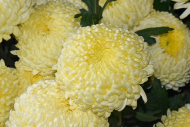 Karanlık arka planda güzel kasımpatılar, yaz konsepti, yakın görüş  