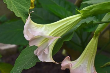İnanılmaz çiçeklerin açtığı yere yakın.