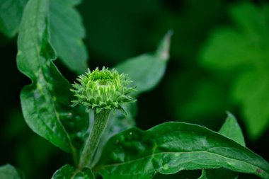 Güneşli yaz gününde bahçede yetişen güzel çiçekler. 
