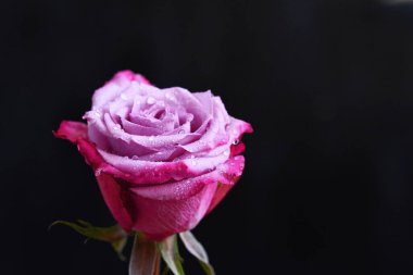 Koyu arkaplanda güzel bir gül çiçeği, yaz konsepti, yakın görüş  