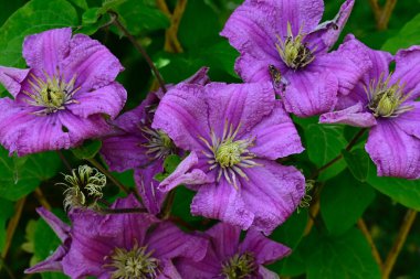 Güzel Clematis çiçekleri koyu arka planda, yaz konsepti, yakın görüş  