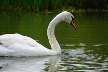 Güzel beyaz kuğu yaz günü göl yüzeyinde yüzüyor. 