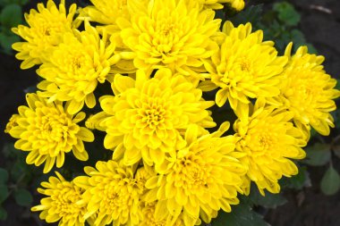 İnanılmaz çiçeklerin açtığı yere yakın.