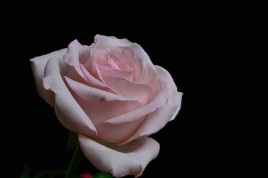 İnanılmaz çiçeklerin açtığı yere yakın.