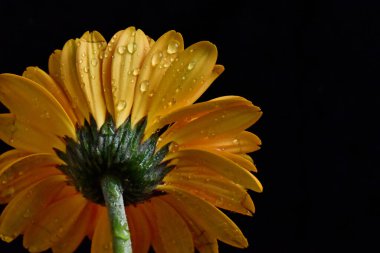Güzel Gerbera koyu arkaplan, yaz konsepti, yakın görüş  