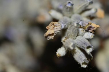 Bulanık arkaplanda kuru çiçek, yakın görünüm  