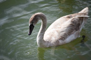 Güzel beyaz kuğu yaz günü göl yüzeyinde yüzüyor. 