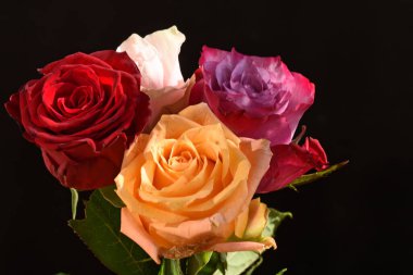 Koyu arkaplanda güzel çiçekler, yaz konsepti, yakın manzara  