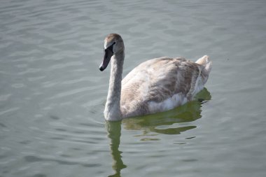 Güzel beyaz kuğu yaz günü göl yüzeyinde yüzüyor. 