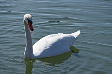 Güzel beyaz kuğu yaz günü göl yüzeyinde yüzüyor. 