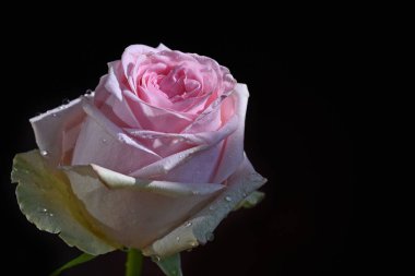 Koyu arkaplanda güzel bir gül çiçeği, yaz konsepti, yakın görüş  