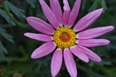Güneşli yaz gününde bahçede yetişen güzel çiçekler. 