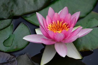 Güzel çiçek açan nilüfer çiçekleri yaz günü gölette büyür. 