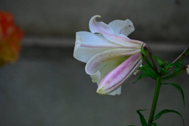 Açık havada yetişen güzel zambak, yaz konsepti, yakın manzara.  