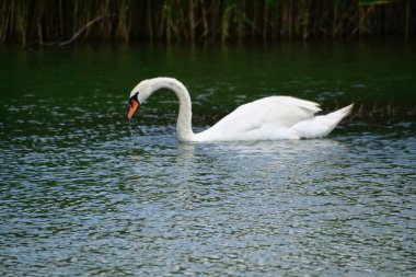 Güzel beyaz kuğu yaz günü göl yüzeyinde yüzüyor. 