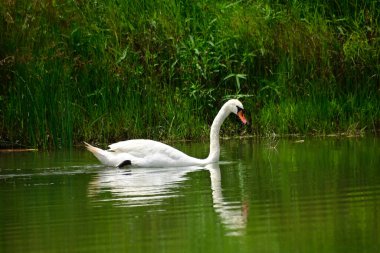 Güzel beyaz kuğu yaz günü göl yüzeyinde yüzüyor. 