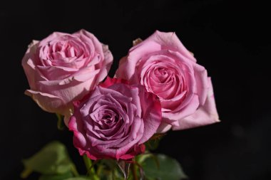 Koyu arkaplanda güzel çiçekler, yaz konsepti, yakın manzara  