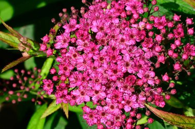 Koyu arkaplanda güzel çiçekler, yaz konsepti, yakın manzara  