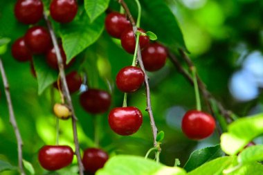 Olgun kirazlı ağaç açık havada büyüyor, yaz konsepti, yakın görüş  